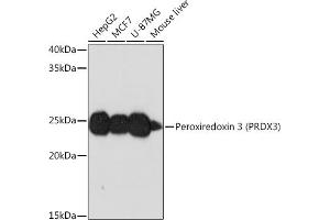 Western blot analysis of extracts of various cell lines, using Peroxiredoxin 3 (PRDX3) (PRDX3) Rabbit mAb (ABIN7269237) at 1:1000 dilution. (Peroxiredoxin 3 anticorps)