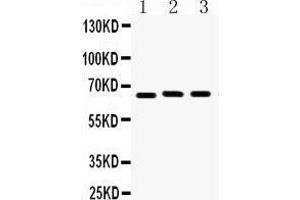 Western Blotting (WB) image for anti-Lamin B1 (LMNB1) (AA 266-583) antibody (ABIN3042505) (Lamin B1 anticorps  (AA 266-583))