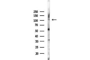 anti-Fc Receptor-Like 5 (FCRL5) (Internal Region) antibody