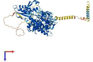 AlphaFold protein structure predicition of Human Recombinant DHX40 Protein, UniprotID Q8IX18