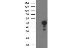 Western Blotting (WB) image for anti-Translocase of Outer Mitochondrial Membrane 34 (TOMM34) antibody (ABIN1501468) (TOMM34 anticorps)