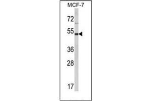 Western blot analysis of LUC7L2 Antibody (C-term) in MCF-7 cell line lysates (35ug/lane). (LUC7L2 anticorps  (C-Term))