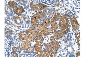 BHMT antibody was used for immunohistochemistry at a concentration of 4-8 ug/ml to stain Epithelial cells of renal tubule (arrows) in Human Kidney.