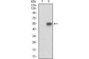 Western blot analysis using CNN1 mAb against HEK293 (1) and CNN1 (AA: 16-165)-hIgGFc transfected HEK293 (2) cell lysate.