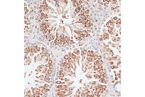 Immunohistochemistry of paraffin-embedded Mouse testis using KIF2C/MCAK antibody (ABIN6128155, ABIN6142869, ABIN6142870 and ABIN6221103) at dilution of 1:100 (40x lens). (KIF2C anticorps  (AA 1-190))