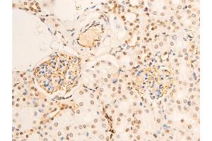 ABIN6267286 at 1/100 staining mouse kidney tissue sections by IHC-P.