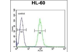 D Antibody (C-term) (ABIN655179 and ABIN2844796) flow cytometric analysis of HL-60 cells (right histogram) compared to a negative control cell (left histogram). (DPP3 anticorps  (C-Term))