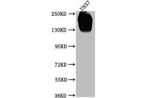 Western Blot (CD45 anticorps  (AA 24-575))