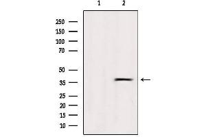 Western blot analysis of extracts from Hela, using OR5R1 Antibody. (OR5R1 anticorps  (Internal Region))