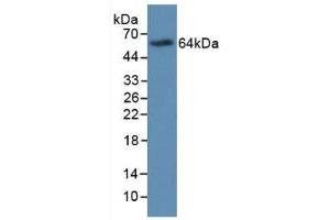 Western blot analysis of recombinant Human MBP. (Major Basic Protein anticorps  (AA 105-222))