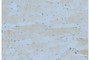ABIN6276403 at 1/100 staining Mouse muscle tissue by IHC-P. (SOCS3 anticorps  (C-Term))