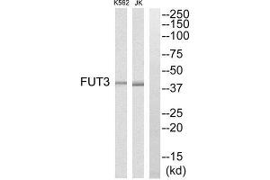 Western Blotting (WB) image for anti-Fucosyltransferase 3 (Galactoside 3(4)-L-Fucosyltransferase, Lewis Blood Group) (FUT3) (Internal Region) antibody (ABIN1851348) (FUT3 anticorps  (Internal Region))