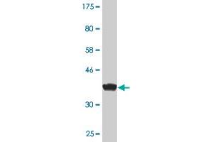 Western Blot detection against Immunogen (38.