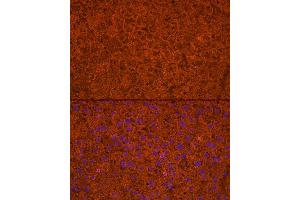 Immunofluorescence analysis of mouse liver cells using Apolipoprotein C3 Rabbit pAb (ABIN7265641) at dilution of 1:250 (40x lens).