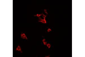 ABIN6266708 staining HeLa cells by IF/ICC. (TNFSF14 anticorps  (Internal Region))