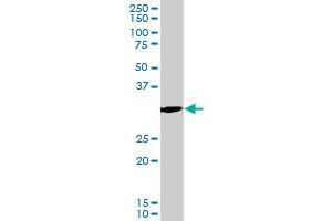 PCNA monoclonal antibody (M04), clone S1. (PCNA anticorps  (AA 1-261))