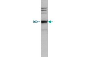 HeLa cell lysate was analysed by Western blot using LEO1 polyclonal antibody , used at dilution 1 : 2000. (LEO1 anticorps)