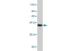 Western Blot detection against Immunogen (36.