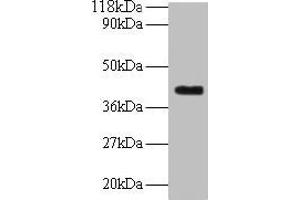 Western blot All lanes: ELAVL2 antibody at 2 μg/mL + Mouse brain tissue Secondary Goat polyclonal to rabbit IgG at 1/10000 dilution Predicted band size: 40, 39 kDa Observed band size: 40 kDa
