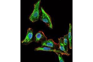 Immunocytochemistry (ICC) image for anti-Maternal Embryonic Leucine Zipper Kinase (MELK) (AA 637-651) antibody (ABIN1844288)