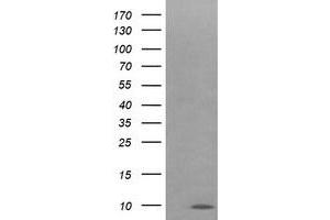Image no. 3 for anti-Cytochrome C Oxidase Subunit VIc (COX6C) antibody (ABIN1497586)