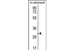 Western blot analysis of SFRS2 Antibody (Center) (ABIN650729 and ABIN2839421) in mouse stomach tissue lysates (35 μg/lane). (SRSF2 anticorps  (AA 76-105))