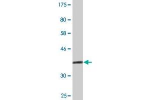 Western Blot detection against Immunogen (36.