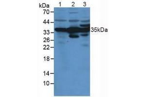 Rabbit Detection antibody from the kit in WB with Positive Control: Human liver lysate. (Annexin IV Kit ELISA)