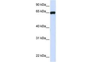 Image no. 1 for anti-Leucine Rich Repeat Containing 4C (LRRC4C) (AA 36-85) antibody (ABIN6741060)