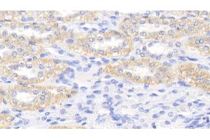 Detection of APOE in Canine Kidney Tissue using Polyclonal Antibody to Apolipoprotein E (APOE)