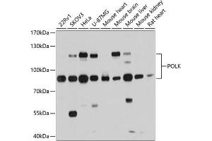 Western blot analysis of extracts of various cell lines, using POLK antibody (ABIN6133859, ABIN6145896, ABIN6145900 and ABIN6215527) at 1:1000 dilution.