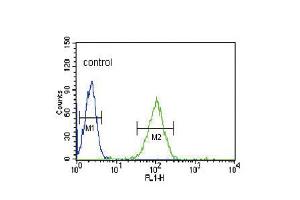 Flow cytometric analysis of HL-60 cells (right histogram) compared to a negative control cell (left histogram). (ENOS anticorps  (N-Term))
