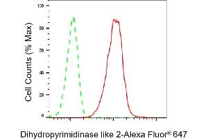 Flow cytometric analysis of Dihydropyrimidinase like 2 expression in C2C12 cells using Dihydropyrimidinase like 2 antibody (ABIN7798337), 1:2,000).