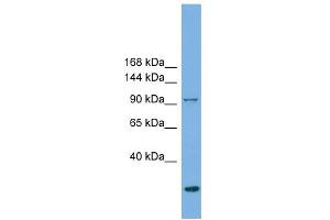 WB Suggested Anti-EXOC1 Antibody Titration: 0. (EXOC1 anticorps  (N-Term))