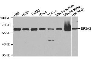 Western blot analysis of extracts of various cell lines, using SF3A3 antibody.