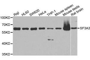 Western blot analysis of extracts of various cell lines, using SF3A3 antibody. (SF3A3 anticorps  (AA 292-501))