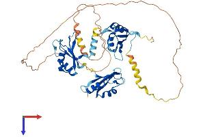 AlphaFold protein structure predicition of Mouse Recombinant Celf3 Protein, UniprotID Q8CIN6