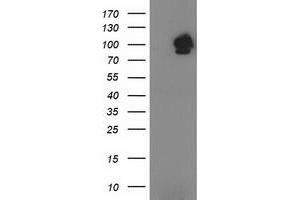 Image no. 1 for anti-Signal Transducer and Activator of Transcription 5A (STAT5A) antibody (ABIN1501189)