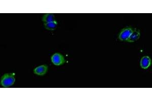Immunofluorescent analysis of Hela cells using ABIN7169648 at dilution of 1:100 and Alexa Fluor 488-congugated AffiniPure Goat Anti-Rabbit IgG(H+L) (SRP19 anticorps  (AA 2-144))
