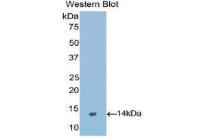 Western Blotting (WB) image for anti-Gonadotropin-Releasing Hormone 1 (Luteinizing-Releasing Hormone) (GNRH1) (AA 25-92) antibody (ABIN1173773) (GNRH1 anticorps  (AA 25-92))