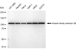 Western blotting analysis using Kinesin family member 5B antibody (ABIN7799208).