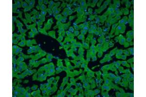 IHC-Fr Image Albumin antibody detects Albumin protein at cytoplasm in rat liver by immunohistochemical analysis. (Albumin anticorps  (C-Term))