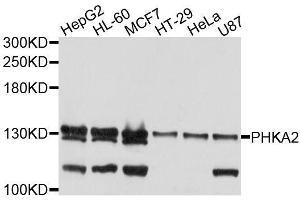 Western blot analysis of extracts of various cell lines, using PHKA2 antibody (ABIN5996377) at 1/1000 dilution. (PHKA2 anticorps)