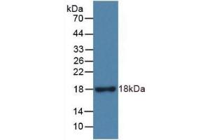Detection of Recombinant RNASE3, Rat using Monoclonal Antibody to Ribonuclease A3 (RNASE3) (RNASE3 anticorps  (AA 33-155))