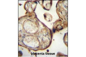 SG Antibody (N-term) (ABIN657152 and ABIN2846285) immunohistochemistry analysis in formalin fixed and paraffin embedded human placenta tissue followed by peroxidase conjugation of the secondary antibody and DAB staining. (SGPP1 anticorps  (N-Term))
