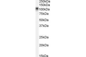 ABIN2561442 (0. (MYBL2 anticorps  (C-Term))