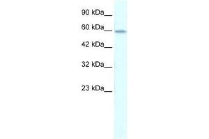 ZNF543 antibody used at 0. (ZNF543 anticorps  (Middle Region))
