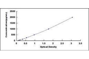 Bone Morphogenetic Protein 7 (BMP7) ELISA Kit