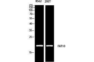 Western Blot (WB) analysis of K562 293T using FAT10 antibody. (UBD anticorps)
