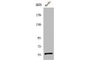 Western Blot analysis of HuvEc cells using CCDC4 Polyclonal Antibody (BEND4 anticorps  (Internal Region))